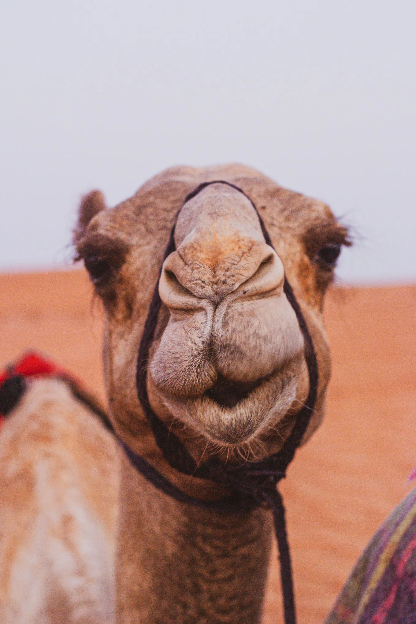 Camel close-up with desert background.